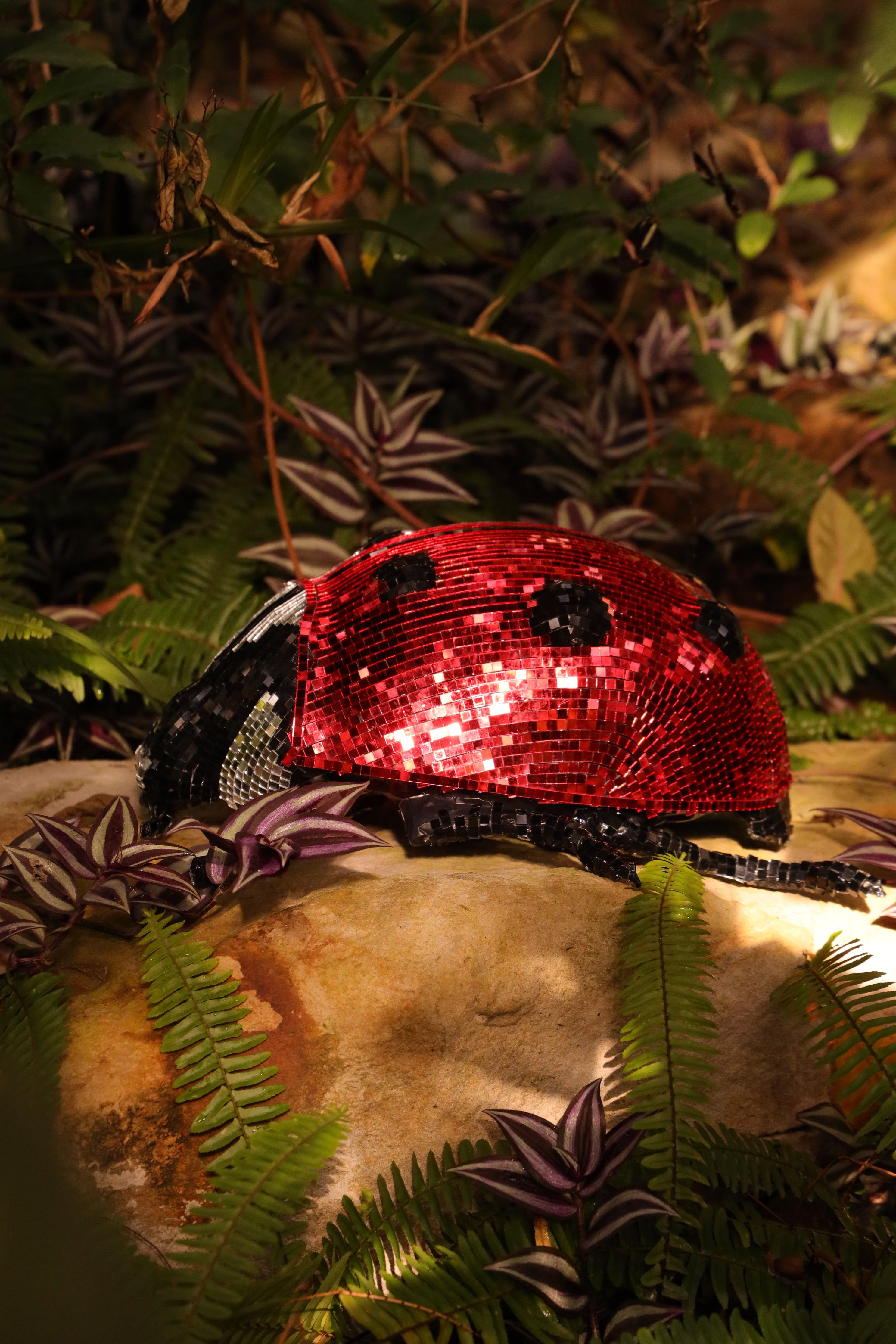 Disco Ladybug