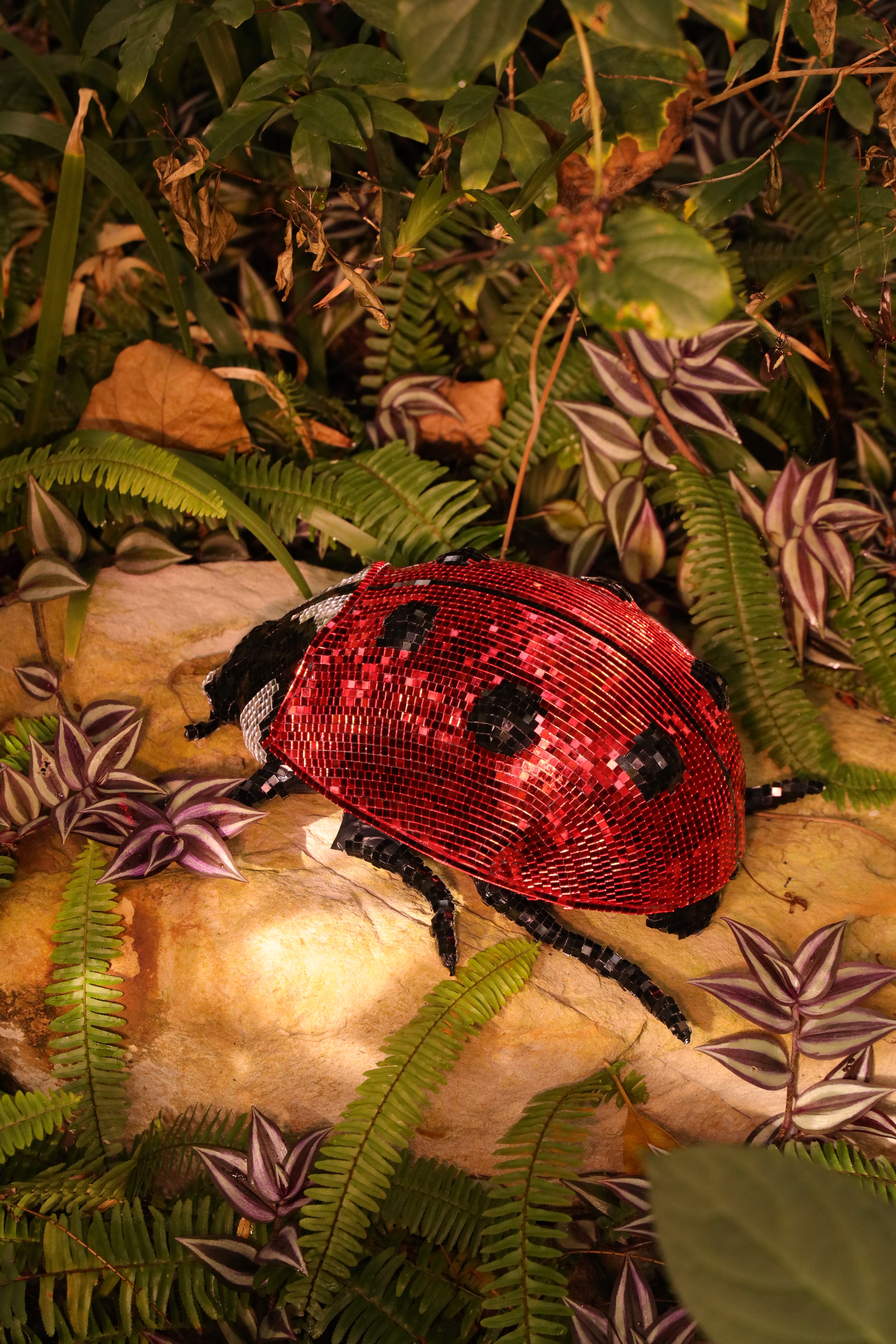 Disco Ladybug