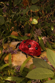 Disco Ladybug