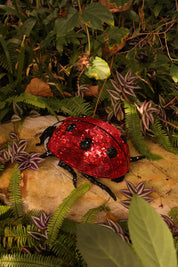 Disco Ladybug