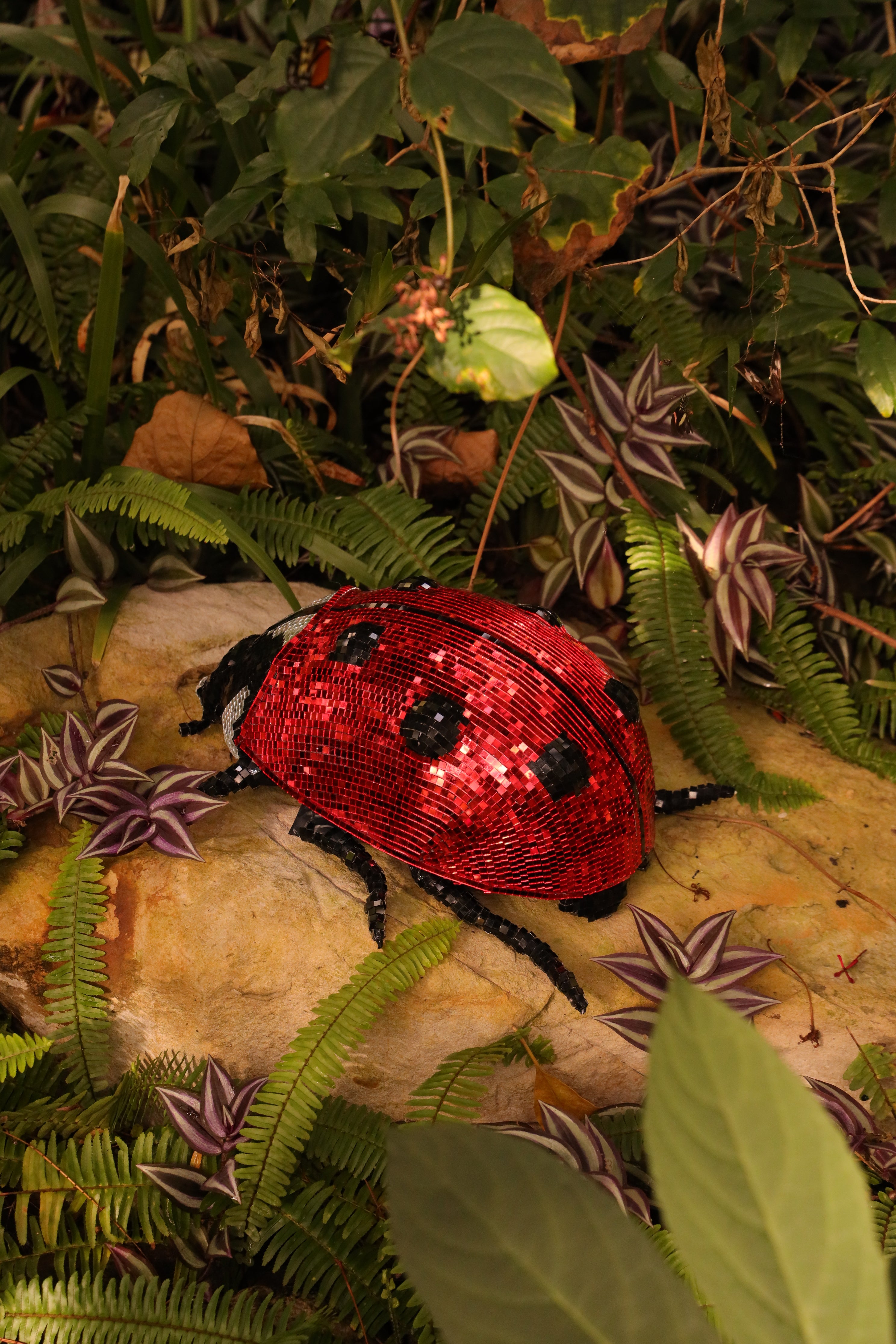 Disco Ladybug