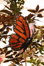 Disco Monarch Butterfly