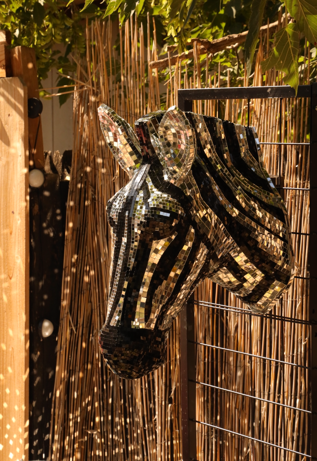 Disco Zebra