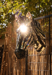 Disco Zebra